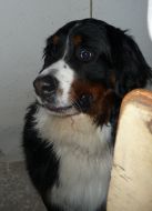 Indy vidí horu jídla Indy vidí horu jídla