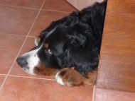 Hur� - kone�n� po��dn� chladn� dla�ba :-)