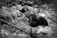 Bernský salašnický pes - stařešina (cca 100 let)